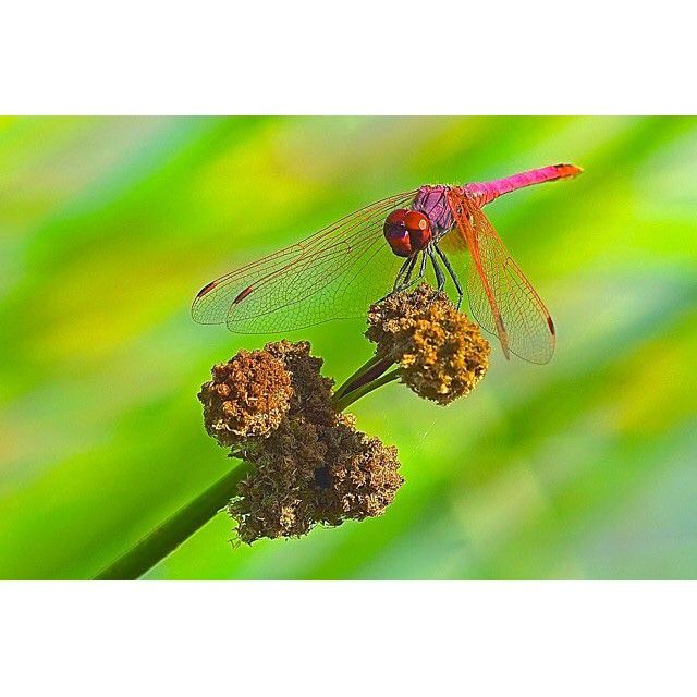 ‌instagram