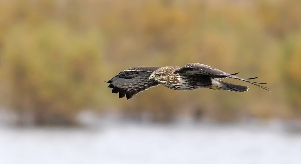 Segòn Premi - Buteo - Francisco Valverde Martínez
