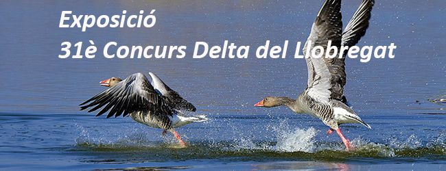 Exposició 31è concurs Delta del Llobregat